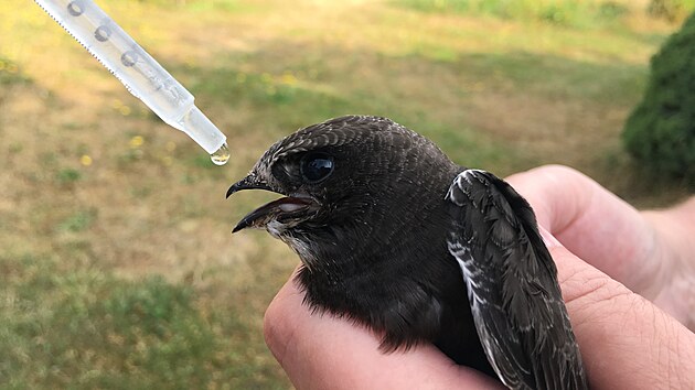 Krmen� mal�ho ror�se