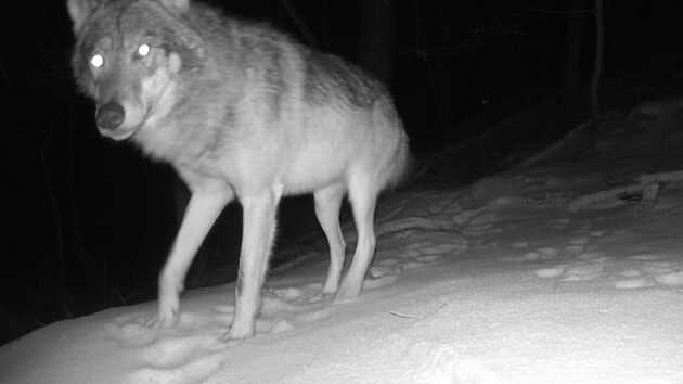 Vlk zachycen� fotopast� v Moravsk�m krasu