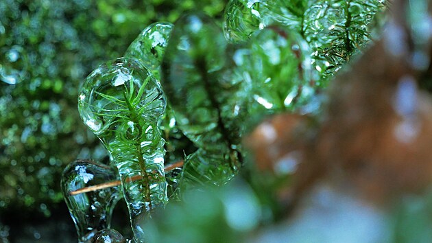 Zaj�mav� p��rodn� scenerie te� vy�aroval mr�z nap��klad v b�val�m lomu �tenice nedaleko Hamr� u ���ru nad S�zavou.