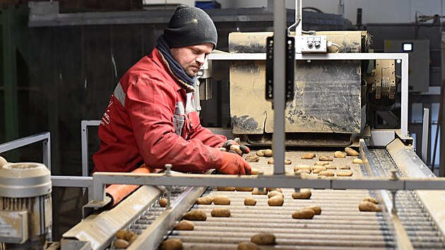 Libor Jane�ka u� od za��tku vsadil na p�stov�n� brambor. Jeho farma je jimi vyhl�en� v �irok�m okol�.