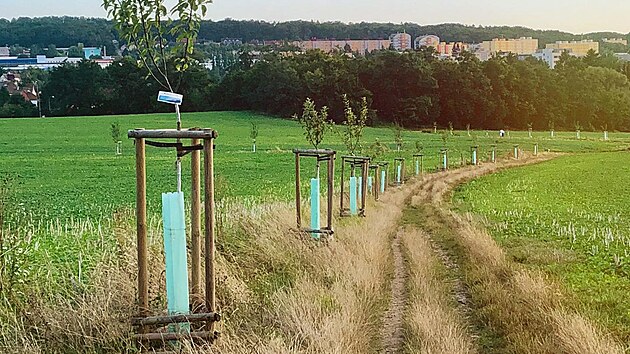 Alej pod Chlumem je prvn�m spln�n�m p��n�m v r�mci participativn�ho rozpo�tu na obvod� Plze� 4. Vznikla v roce 2020.