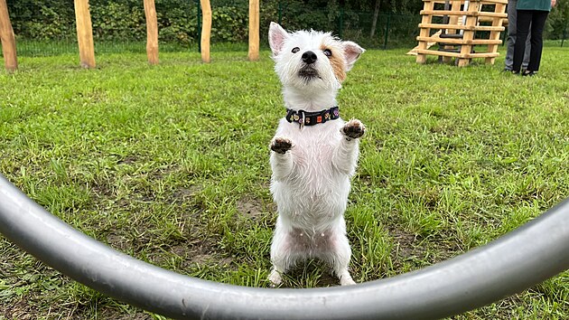 Od z��� 2022 slou�� pejska��m na �zem� �tvrt�ho plze�sk�ho obvodu  prvn� ps� lou�ka. M�stn� obyvatel� ji cht�li.