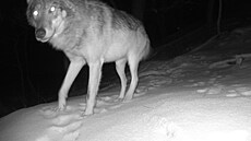 Ochránci př�­rody v CHKO Moravský kras poprv�© zaznamenali vlka