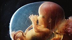 Lennart Nilsson: Zrození dít�te