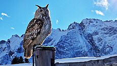 Výr velký sibi�ský pojmenovaný Alaska (Alja�ka) �ije v nejvý�e polo�ené...