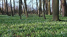 Pood�í má novou p�írodní rezervaci Jistebnické mok�ady.