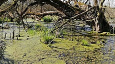 Pood�í má novou p�írodní rezervaci Jistebnické mok�ady.