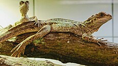 Do kolekce plaz� v jihlavské zoologické zahrad� p�ibyla nedávno agama Weberova.