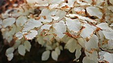 Bílý buk v Moravském krasu, který postrádá chlorofyl a není schopen...