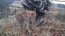 Na fotopasti je vid�t netradi�ní sou�ití mladé rysí ko�ky a star�ího samce.