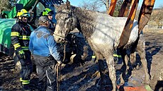 Hasi�i na Orlickoústecku zachra�ovali kon� le�ícího v bahn�. Sám se postavit...