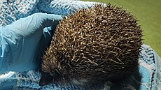 Záchrana jednoho z n�kolika tisíc je�k� v nouzi. 