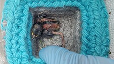 Z hnízd vypadávají i ptá�ata, která nelze hned identifikovat.