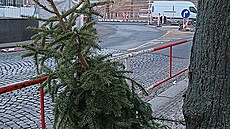 Váno�ní stromky po Vánocích objektivem �tená�� deníku Metro