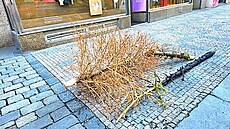 Váno�ní stromky po Vánocích objektivem �tená�� deníku Metro