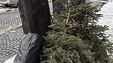 Váno�ní stromky po Vánocích objektivem �tená�� deníku Metro