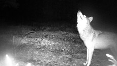 Vlk zachycený fotopastí v Moravském krasu.