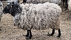 Ovce �ily v K�elov� na Olomoucku v nevyhovujících podmínkách. V�t�ina byla...
