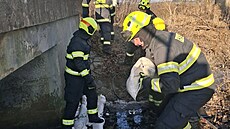 Hasi�i zasahují u uniklého digestátu z bioplynové stanice v Dobru�ce. (21....