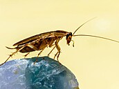 Vlastní chov �váb�