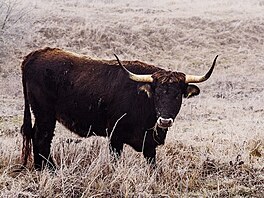 �eská krajina, výstava, Evropský parlament Brusel