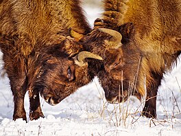 �eská krajina, výstava, Evropský parlament Brusel