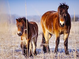�eská krajina, výstava, Evropský parlament Brusel