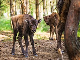 �eská krajina, výstava, Evropský parlament Brusel