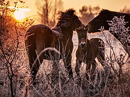 �eská krajina, výstava, Evropský parlament Brusel