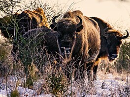 �eská krajina, výstava, Evropský parlament Brusel