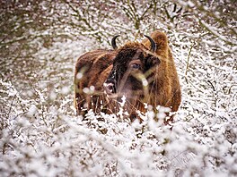 �eská krajina, výstava, Evropský parlament Brusel