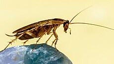 Vlastní chov �váb�