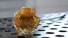 Výstava Dary pro prezidenta z dálky i blízka II. v Ro�mberském paláci na...