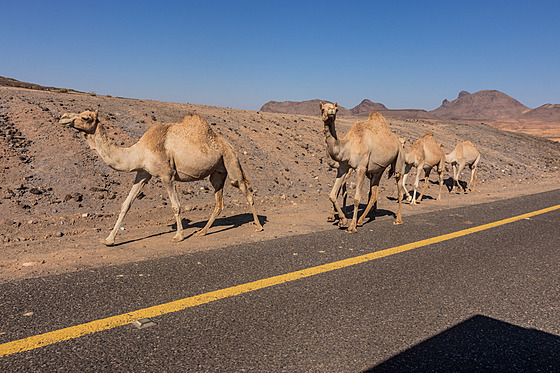 Velbloudi u saúdského vádí Disah (29. prosince 2025)