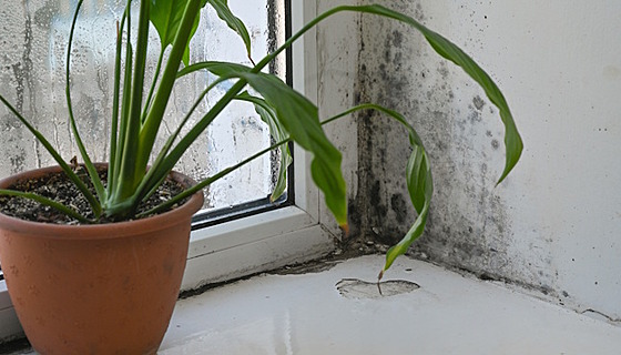 Vlhkost a plísn� v domácnosti.