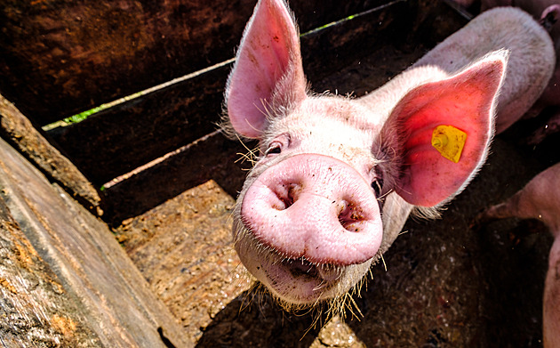 Konec zabijaček v Čechách? V oblibě jsou stále více pseudozabijačky, líčí řezník