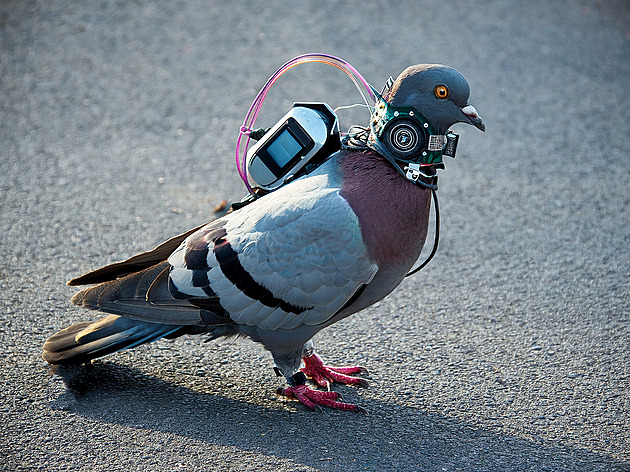 Rusko vyvíjí válečné holuby a havrany. S čipem v mozku z nich budou drony
