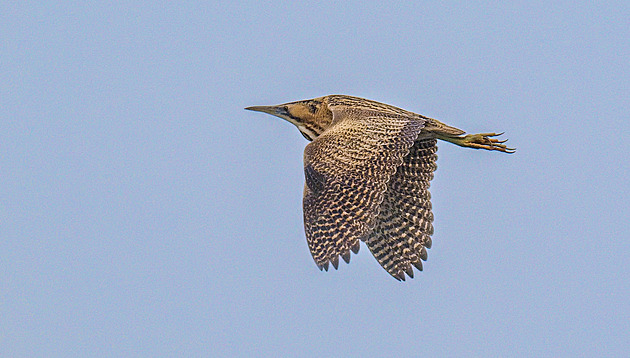 Nezamrzá a blízko je skládka. Jezero Most se v zimě mění v ptačí metropoli