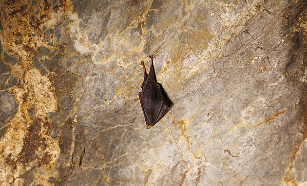 OBRAZEM: Nerušit! Tady spí netopýři. Jejich sčítači stráví v jeskyních celé dny