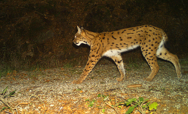 Rysům se na Šumavě daří. Fotopasti zachytily téměř třicítku dospělých jedinců