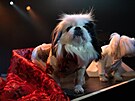 Bebe, pekinéz, oble�ená v kostýmu Jennifer Lopez na Zlatých glóbech 2026
