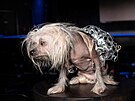 Chase Infiniti Dog. Jedna z prom�n na here�ku