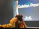 Priscilla, bruselský grifonek, se na udílení Zlatých glób� 2026 objevil v...