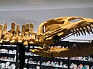 Galerie miner�l� vystavila kostru prav�k�ho plesiosaura