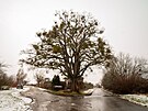 Pam�tn� stromy se do�kaj� odborn� p��e. Na sn�mku l�pa u h�bitova ve...