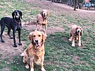 Miroslav Valentin se v�nuje v�cviku a chov�n� ps�, z�rove� pro n� provozuje...