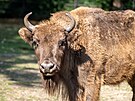 Zoo Praha, zubr evropský, reintrodukce, Ázerbájd�án