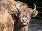 Zoo Praha, zubr evropský, reintrodukce, Ázerbájd�án