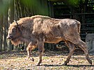 Zoo Praha, zubr evropský, reintrodukce, Ázerbájd�án