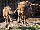 Zoo Praha, zubr evropský, reintrodukce, Ázerbájd�án